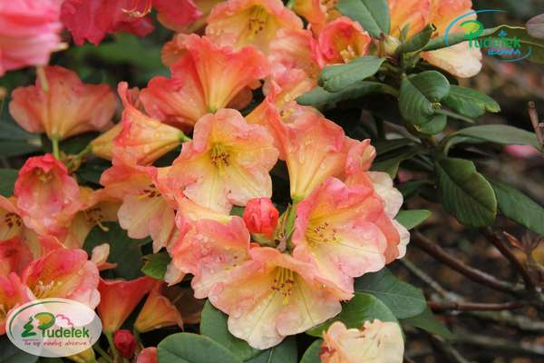 Rhododendron Goldzauber